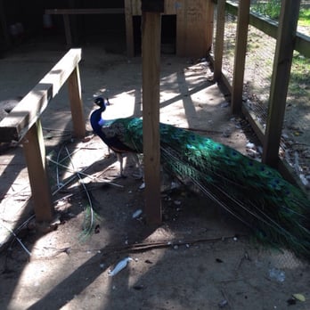Andalusia - A very regal peacock. - Museums Near Me - Milledgeville, Georgia