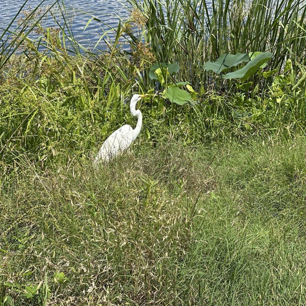 Brazos Bend State Park - Lots of other wildlife too - Parks Near Me - Needville, Texas