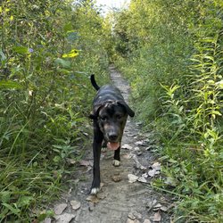 Beck Lake Dog Friendly Area