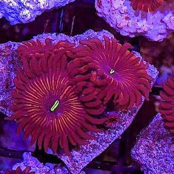 The Reef Farm - Aquarium Services Near Me - Raleigh, North Carolina