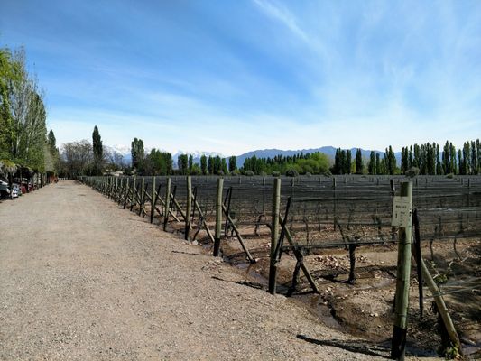 Casarena Bodega y Viñedos by null