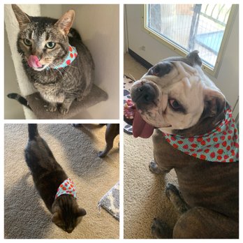 A Gentle Touch Mobile Pet Grooming - Pet Groomers Near Me - Irving, Texas A Gentle Touch Mobile Pet Grooming - Pet Groomers Near Me - Irving, Texas