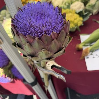 MOHI Farm - Artichoke flower at the farmers market - New American Near Me - Morgan Hill, California MOHI Farm - Artichoke flower at the farmers market - New American Near Me - Morgan Hill, California