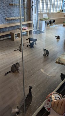 Kokoro Cat Café by null