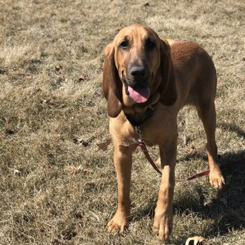 Stateline DogWatch - Pet Training Near Me Stateline DogWatch - Pet Training Near Me