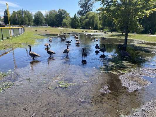 John Hendry Park (Trout Lake Park) by null
