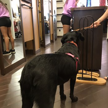 Lululemon Athletica - My pup waiting for my mom while she tried on clothes - Sports Wear Near Me - Raleigh, North Carolina Lululemon Athletica - My pup waiting for my mom while she tried on clothes - Sports Wear Near Me - Raleigh, North Carolina