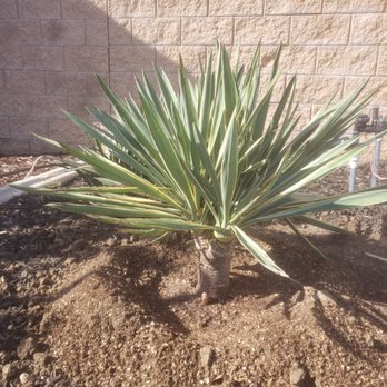 Moon Valley Nurseries - Nurseries & Gardening Near Me - Murrieta, California