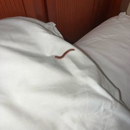 Millipede on my sisters pillow Millipede on my sisters pillow