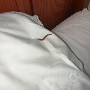 Westgate Lakes Resort and Spa - Millipede on my sisters pillow - Resorts Near Me - Orlando, Florida Westgate Lakes Resort and Spa - Millipede on my sisters pillow - Resorts Near Me - Orlando, Florida