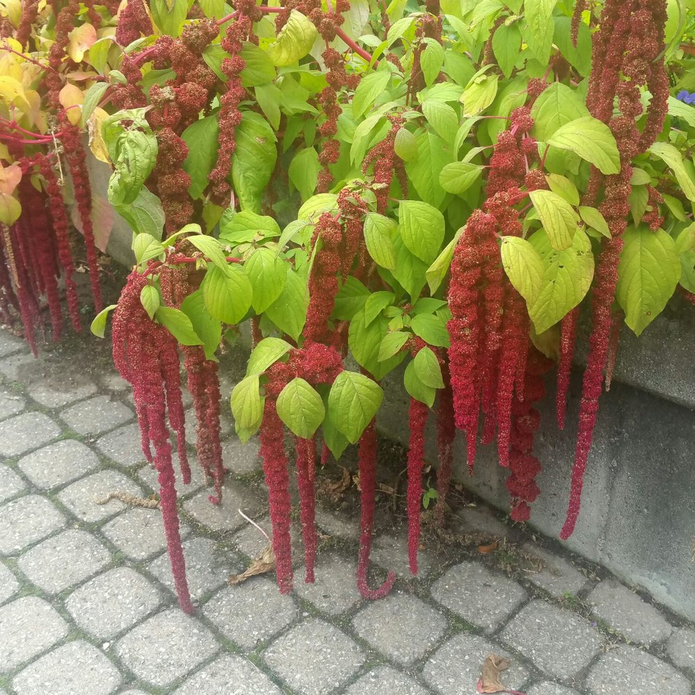 Rosetta McClain Gardens - Parks Near Me - Toronto, Ontario