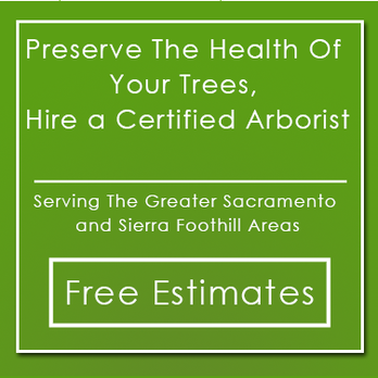 Western Tree Preservation - Tree Services Near Me Western Tree Preservation - Tree Services Near Me