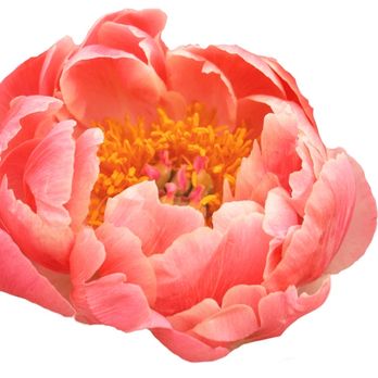 Pressed Peony Events - Party & Event Planning Near Me Pressed Peony Events - Party & Event Planning Near Me