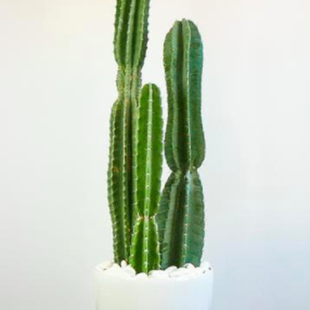 Plants Y'all - Floral Designers Near Me