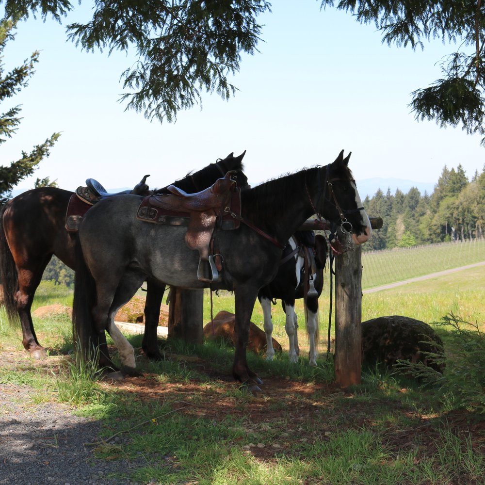 Equestrian Wine Tours - Venues & Event Spaces Near Me - Carlton, Oregon