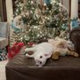 Photo of Madison Animal Care Hospital