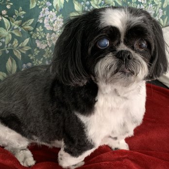 The Dog Wash - Tobey Just got groomed and looking so Handsome as always - Pet Groomers Near Me - Marlborough, Massachusetts