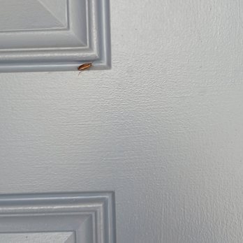 Remedy Pest Solutions - Pest Control Near Me - Jacksonville, Florida Remedy Pest Solutions - Pest Control Near Me - Jacksonville, Florida
