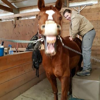 Front Range Equine Performance & Rehabilitation - Veterinarians Near Me - Berthoud, Colorado