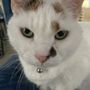 Photo of Dtails Pet Service