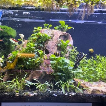 Aquarium Co-Op - Gorgeous fish and plants - Aquarium Services Near Me - Edmonds, Washington