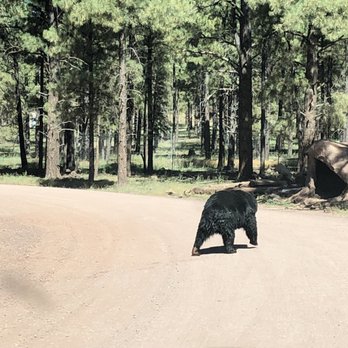 Bearizona - Zoos Near Me - Williams, Arizona