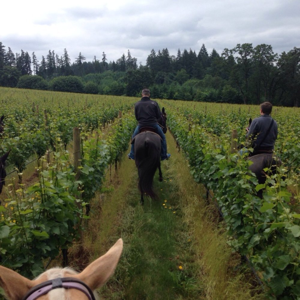 Equestrian Wine Tours - Venues & Event Spaces Near Me - Carlton, Oregon