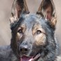 Photo of Bradley's Canine Education