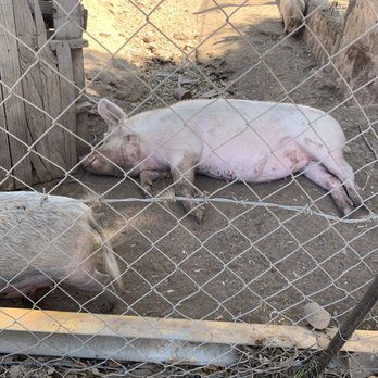 Rancho Las Ilusiones - All the protein you eat (pig, chickens, duck, geese, rabbit) are here at the ranch. It doesn't get fresher than that. - Mexican Near Me - Rosarito, BCN Rancho Las Ilusiones - All the protein you eat (pig, chickens, duck, geese, rabbit) are here at the ranch. It doesn't get fresher than that. - Mexican Near Me - Rosarito, BCN
