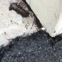 Photo of Marriott Termite and Pest Control