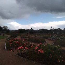 Mornington Botanical Rose Gardens - Roses
