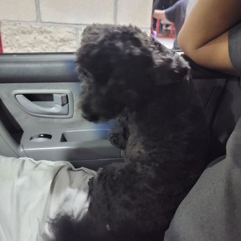 Happy Paws Grooming Nanairo - HI! Says hi - Pet Groomers Near Me - El Cajon, California
