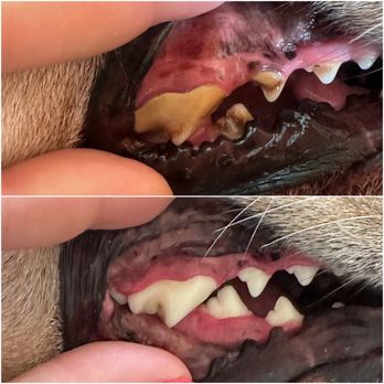 Winnetka Animal Clinic - Dental cleaning before and after. - Veterinarians Near Me - Winnetka, California Winnetka Animal Clinic - Dental cleaning before and after. - Veterinarians Near Me - Winnetka, California