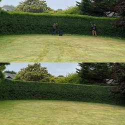 Sempervirens Gardening - Princess escallonia hedge being trimmed