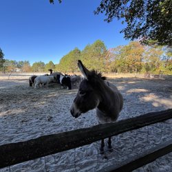 Cape Fear Vineyard and Winery