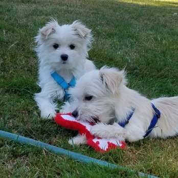 Ginger's Pet Rescue - Boys playing. - Animal Shelters Near Me Ginger's Pet Rescue - Boys playing. - Animal Shelters Near Me