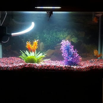 DD Fish-Pets - Local Fish Stores Near Me - Santa Ana, California DD Fish-Pets - Local Fish Stores Near Me - Santa Ana, California