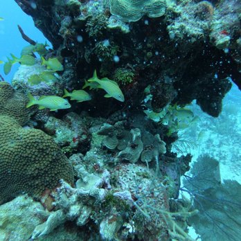 Dive Aventuras Mexico - Reef diving - Scuba Diving Near Me - Playa del Carmen, ROO