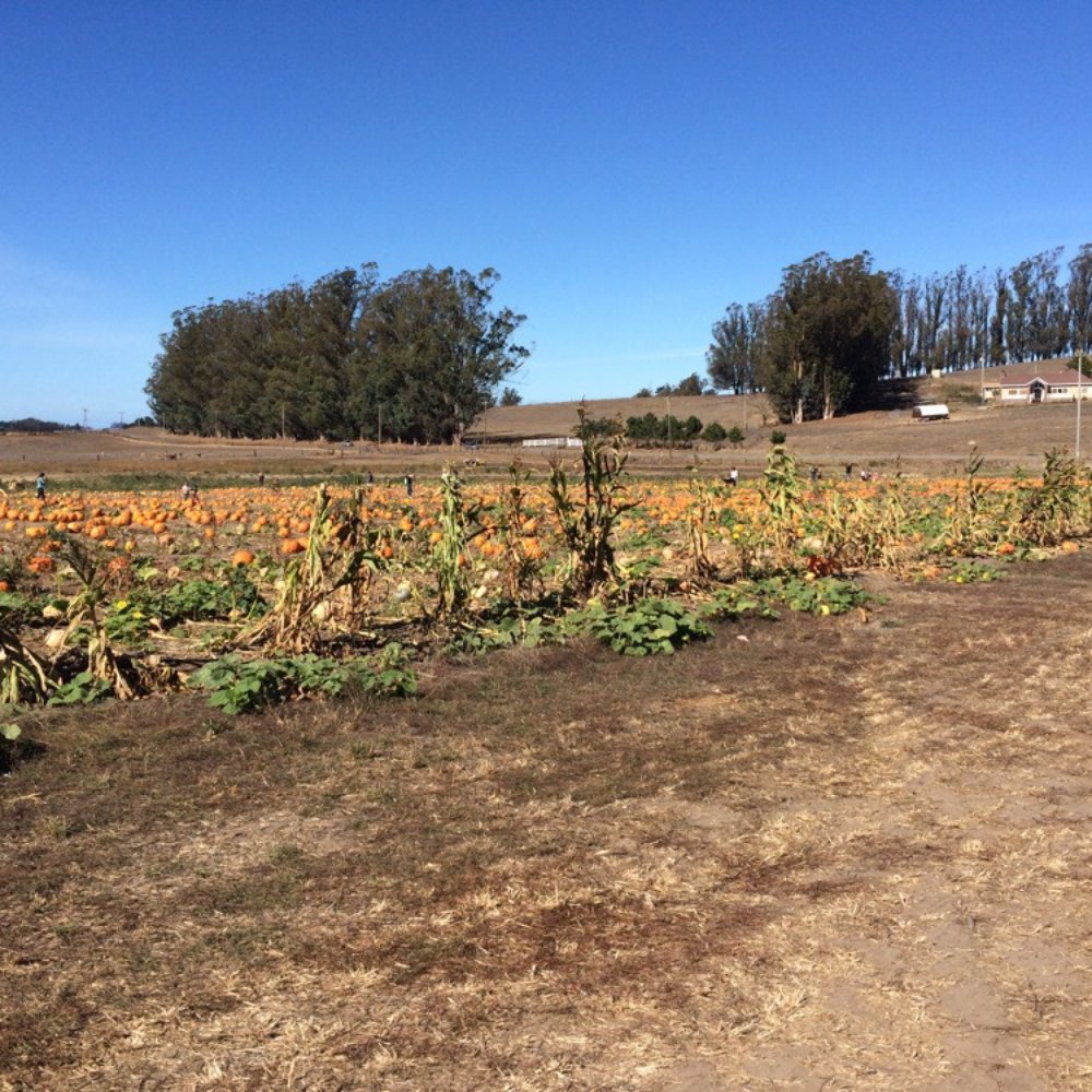 The Great Peter Pumpkin Patch - Pumpkin Patches Near Me - Petaluma, California The Great Peter Pumpkin Patch - Pumpkin Patches Near Me - Petaluma, California