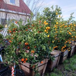 Trees Outlet - Many varieties of Mandarin $350