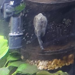 Hill Stream Loach enjoying some algae & biofilm.