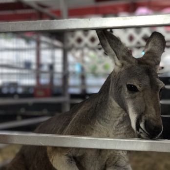 Miami-Dade County Fair & Exposition - Red kangaroo - Amusement Parks Near Me - Miami, Florida Miami-Dade County Fair & Exposition - Red kangaroo - Amusement Parks Near Me - Miami, Florida