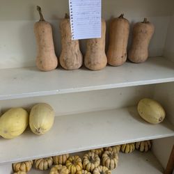 Cass Hankins Greenhouse & Orchard - Squash variety