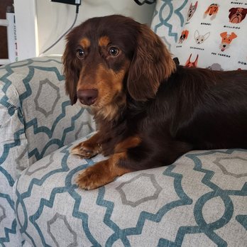 Bishop Grooming - Pet Groomers Near Me