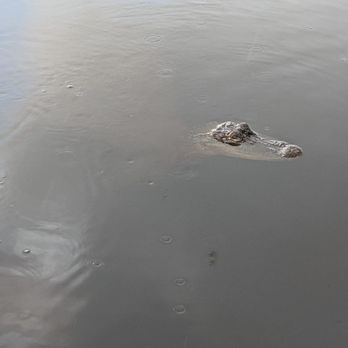 Corey Billie's Airboat Rides - Alligator in the wild - Boat Tours Near Me - Collier, Florida Corey Billie's Airboat Rides - Alligator in the wild - Boat Tours Near Me - Collier, Florida