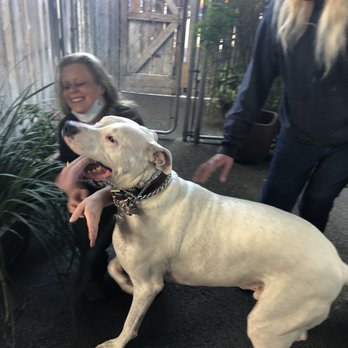 Pacific Coast Dog Rescue - Animal Shelters Near Me Pacific Coast Dog Rescue - Animal Shelters Near Me