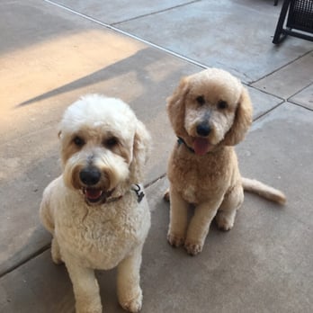 Dapper Doodle Mobile Dog Grooming - Pet Groomers Near Me - Escondido, California