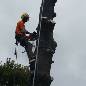 Timberland Tree Service - Tree Services Near Me - Maryland Heights, Missouri Timberland Tree Service - Tree Services Near Me - Maryland Heights, Missouri