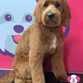 Stylish Pooch - Mobile Dog Grooming Service - Pet Groomers Near Me Stylish Pooch - Mobile Dog Grooming Service - Pet Groomers Near Me
