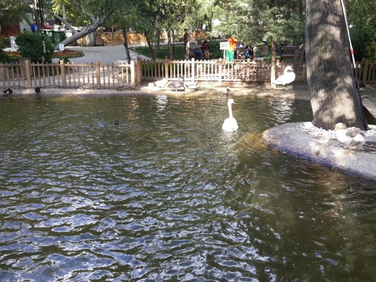 Kuğulu Park by null